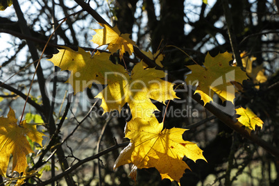 Beautiful leaves on trees in autumn season