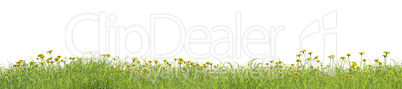 Grassy panorama with dandelion flowers on a white background