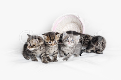 Группа котят табби