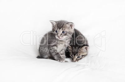 две маленьких котенки