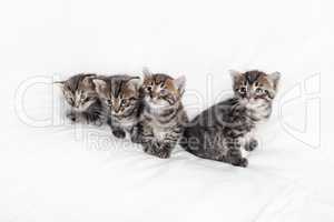 Четыре котенка табби