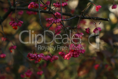 Euonymus europaeus. Pink and red fruits close-up of a spindle tree of a European shrub in autumn