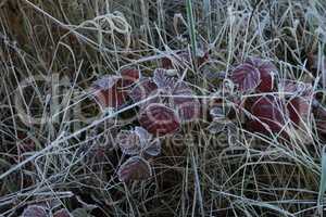 Autumn morning leaves are covered with hoarfrost