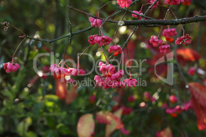 Euonymus europaeus. Pink and red fruits close-up of a spindle tree of a European shrub in autumn