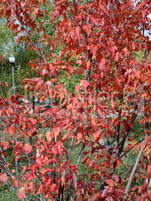 red oak leafs at autumn