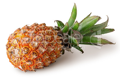 Single pineapple lies isolated on a white