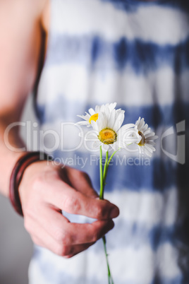 Chamomile flowers in hands
