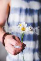 Chamomile flowers in hands