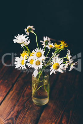 Small bouquet of wild chamomile flowers