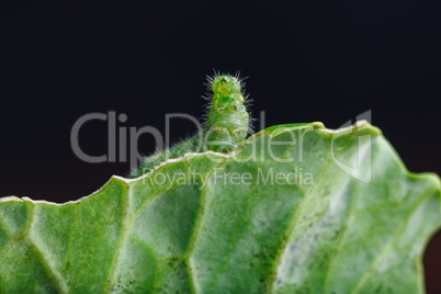 Green Caterpillar Crawling on a Leaf