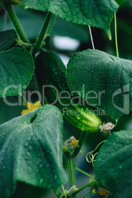 Fresh Cucumbers In The Greenhouse