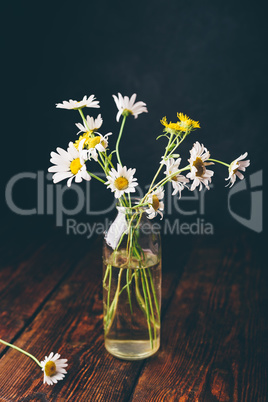 Small wild chamomile flowers