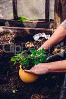 Replanting Lemon Balm