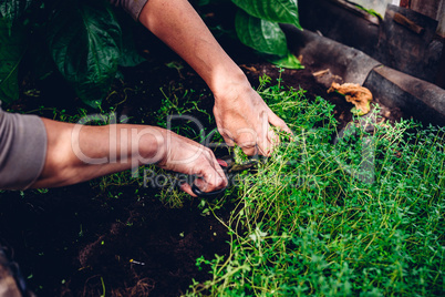 Woman Cutting Thyme in Backyard Garden