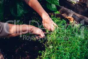 Woman Cutting Thyme in Backyard Garden