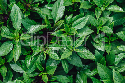 Fresh Green Basil with Water Drops on Leaves in Vegetable Garden