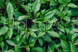 Fresh Green Basil with Water Drops on Leaves in Vegetable Garden