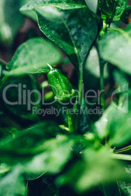 Green Chili Pepper in Backyard Garden