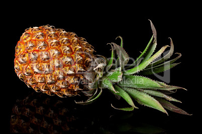 Single whole pineapple with reflection lies isolated on black