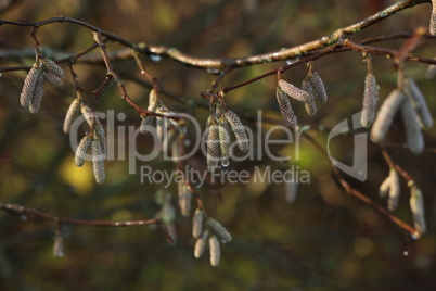 Tree branches with earrings in sunny weather