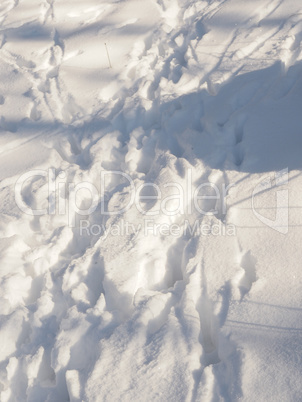 Animal tracks in deep snow