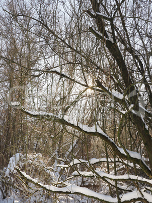 Big trees in a forest covered with snow after a heavy snowfall