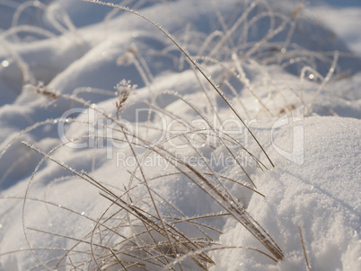 Blades of grass in snow with glittering sunlight
