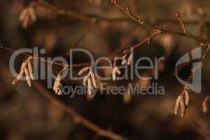 Tree branches with earrings in sunny weather