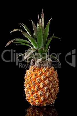 Single whole pineapple with reflection standing isolated on blac