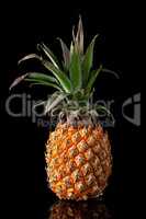 Single whole pineapple with reflection standing isolated on blac