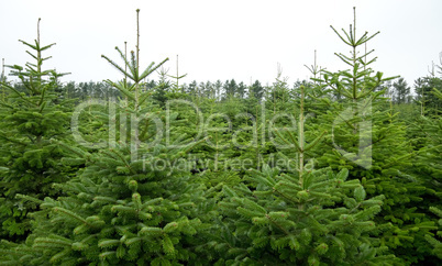 christmas tree plantation