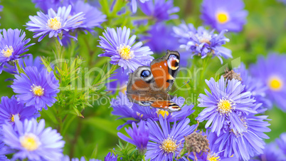 butterfly on aster flowers