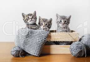 три маленьких котенка