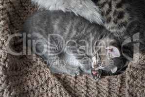 Серый котенок спит
