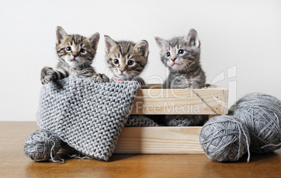 три милых котенка
