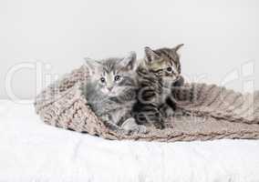 Котята, вязаное одеяло