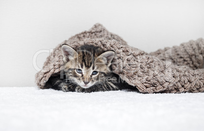Котенок и вязаное одеяло