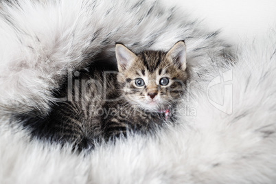 Котенок на меховом одеяле