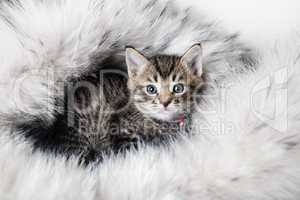Котенок на меховом одеяле