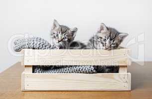 Котята в деревянной коробке