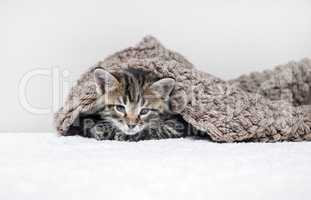 Kitten and knitted blanket