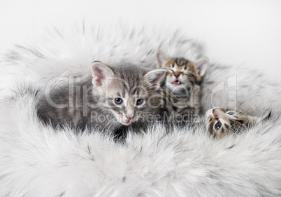 Kittens on fur background
