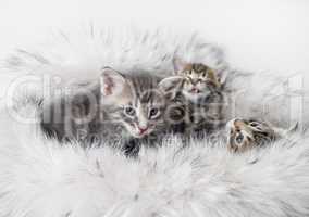 Kittens on fur background