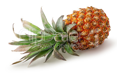 Single pineapple lies rotated isolated on white