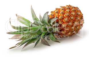 Single pineapple lies rotated isolated on white