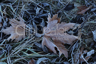 Autumn morning leaves are covered with hoarfrost
