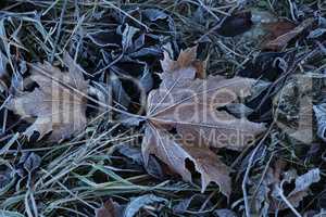 Autumn morning leaves are covered with hoarfrost