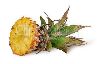 Pineapple top with green leaves isolated on white