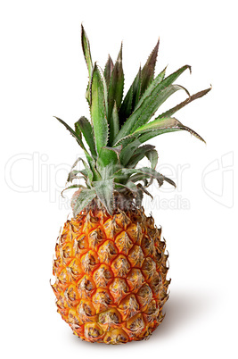 Single pineapple stands isolated on a white