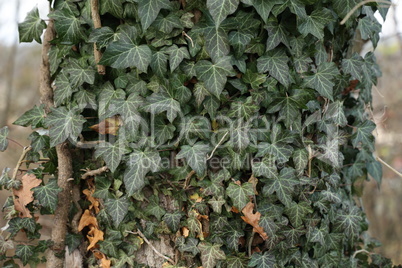 Hedera helix - Green ivy weaves a tree trunk